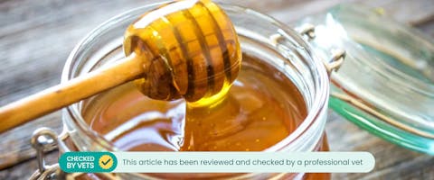 Can cats eat honey TrustedHousesitters